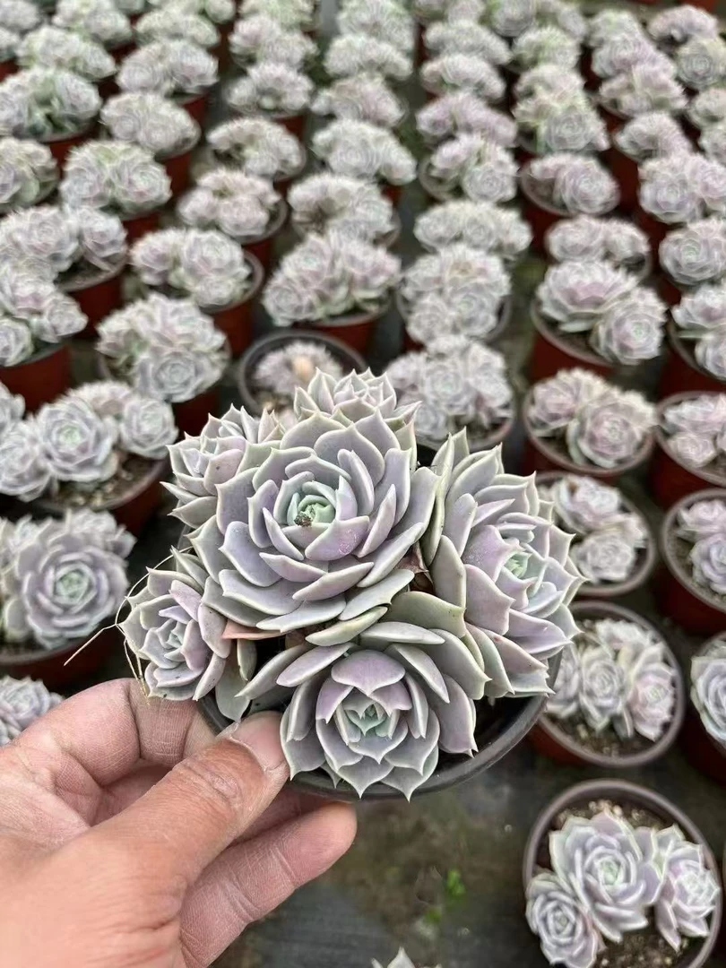 彪哥露娜莲肉植多肉盆栽枝干番杏山地落地生根植物老桩多肉大盆