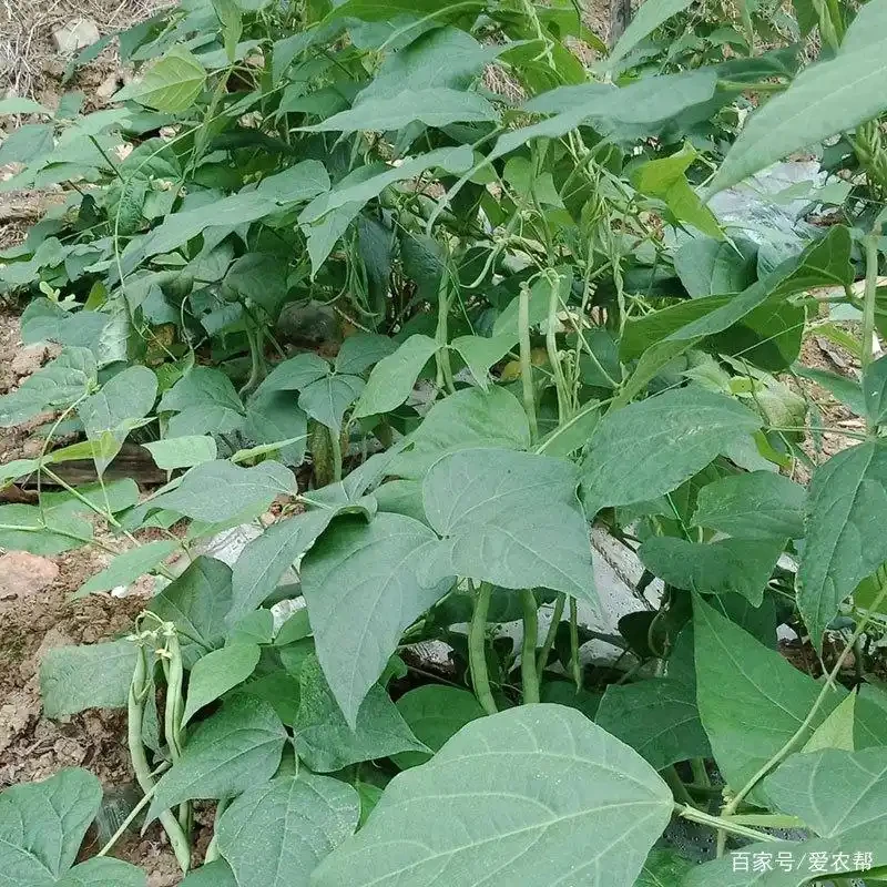 无筋四季豆 现摘现发