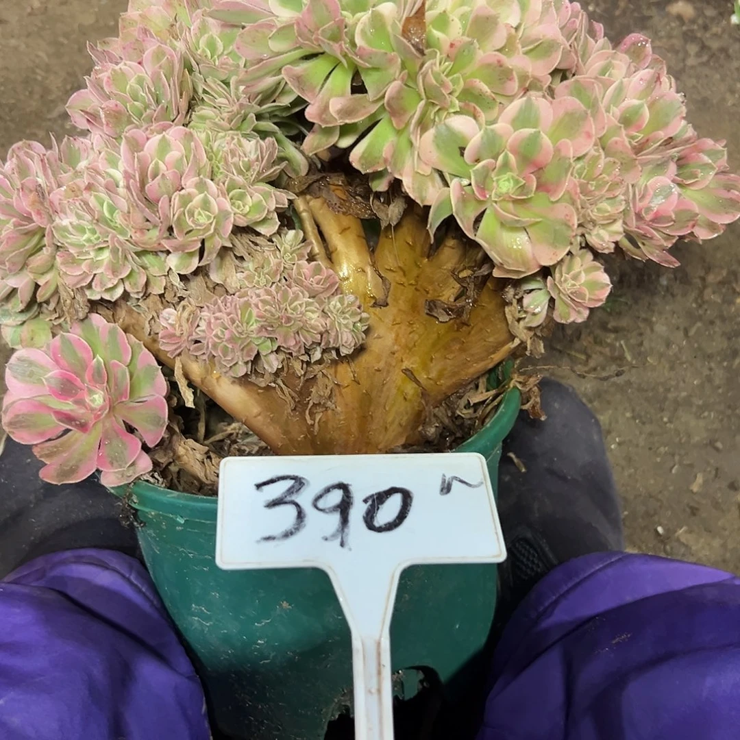 多肉植物粉女巫缀花390