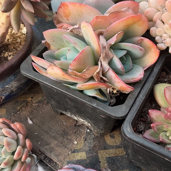 布鲁兰6（个v从vvv会噢噢噢噢噢噢噢