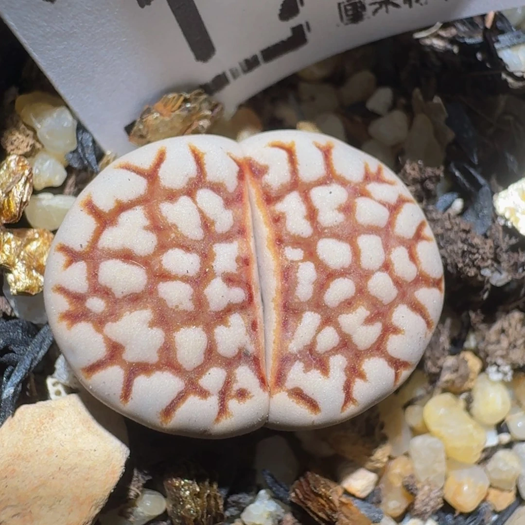 Zzzz精品生石花鱼191