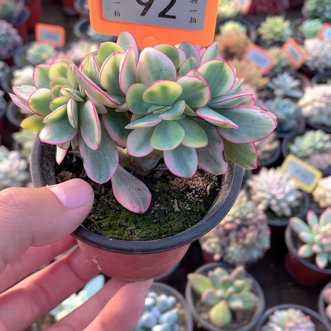 瑞蝶锦92号多肉植物