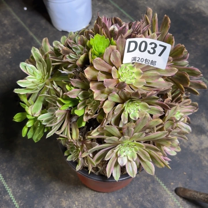 留*?瑞妈园艺。02.01.037