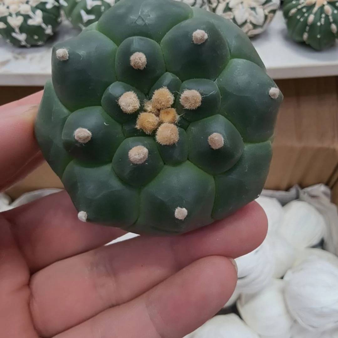 角you龟甲琉璃兜兜哈哈