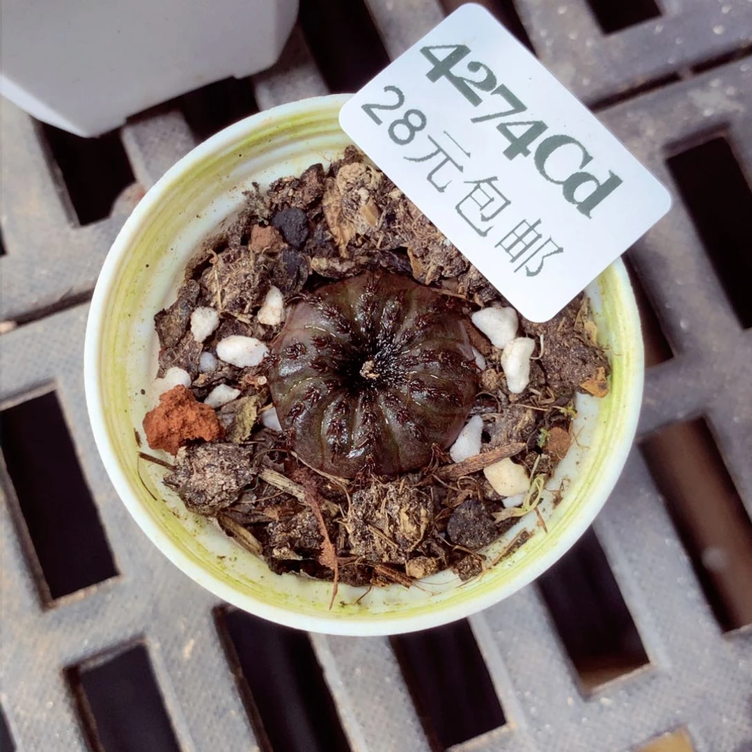 5厘米盆精控多肉4274