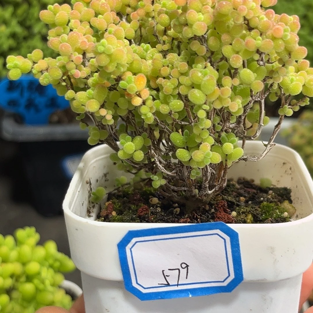 579蜜桔。