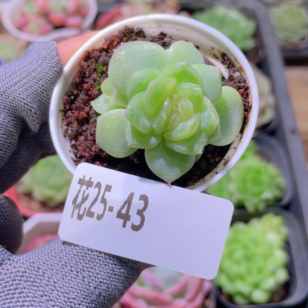花利美25-43新绿群
