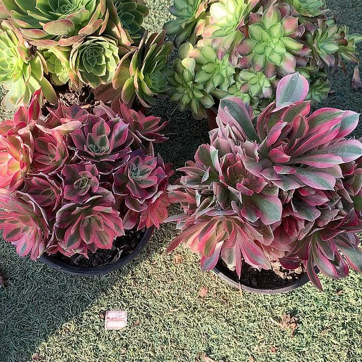 315法师锦4棵多肉植物