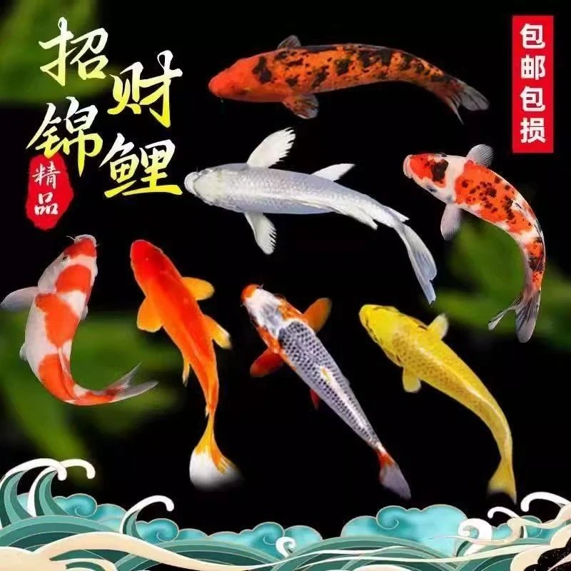 观赏鱼活鱼锦鲤纯种冷水耐活金鱼好养鱼苗淡水宠物招财批发鲤鱼