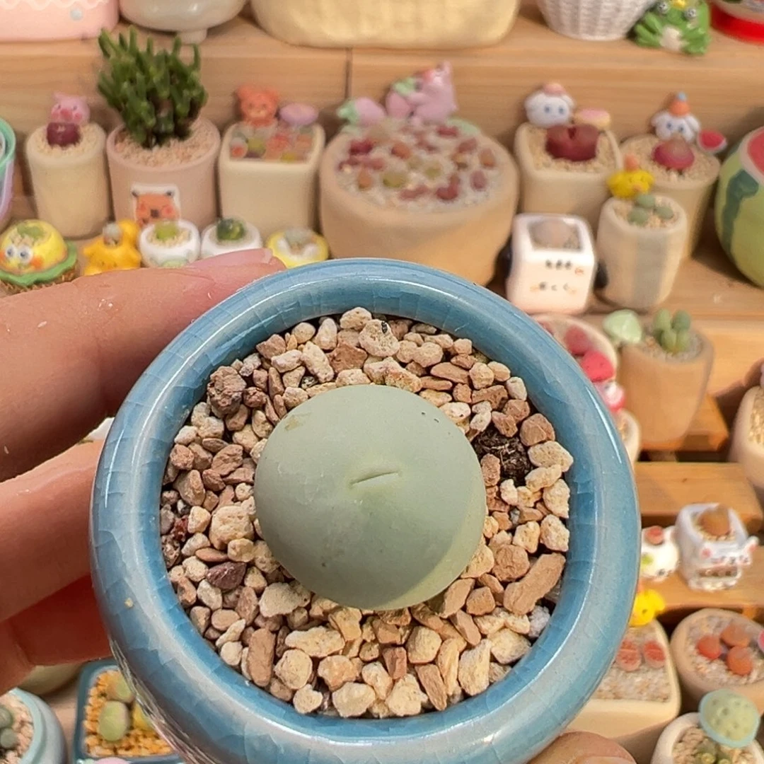 多肉植物8号鸽子蛋