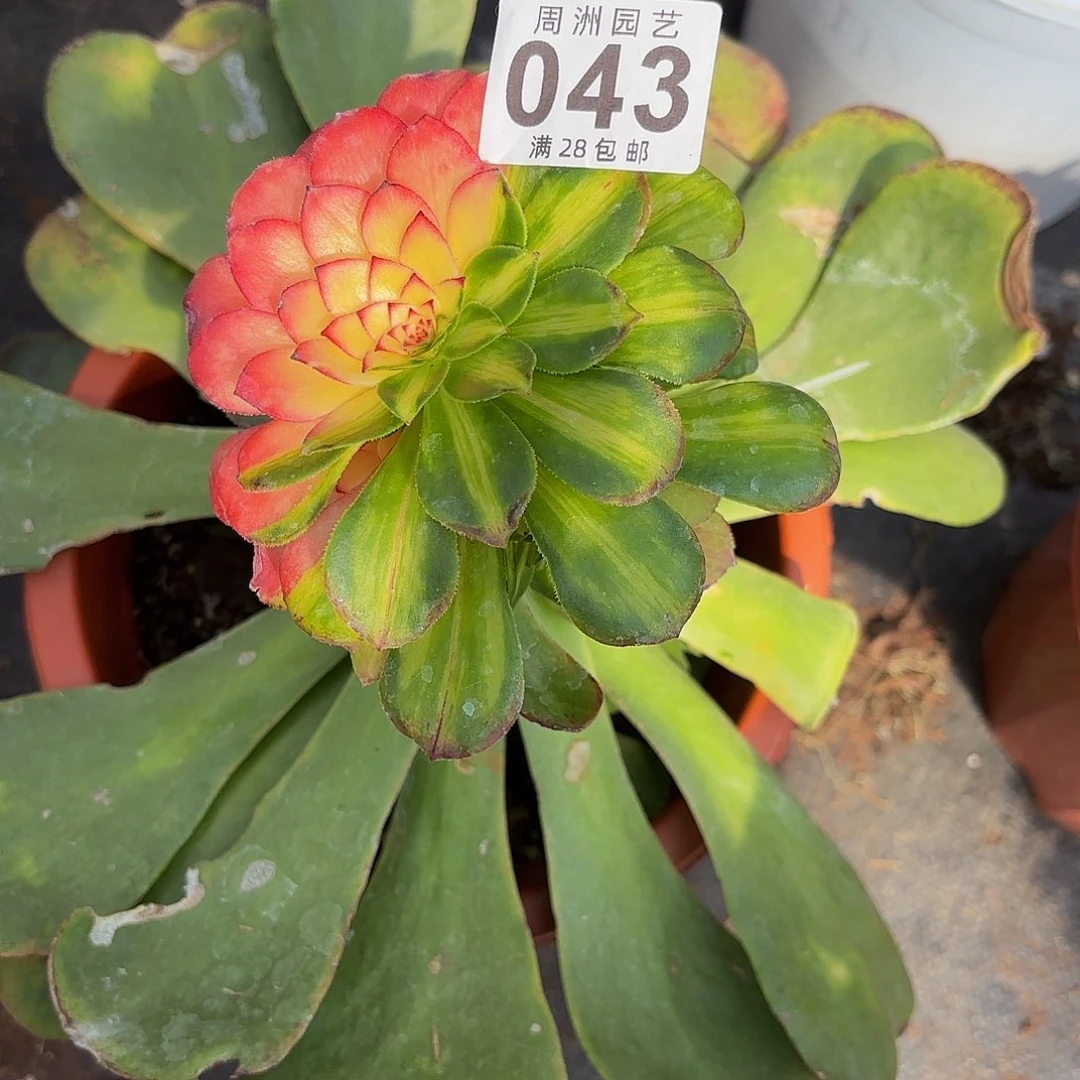 千****天知否带嫁木发043