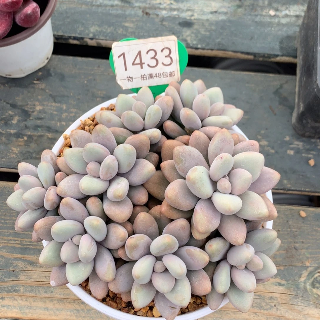 蜜多丽无砍平头1433