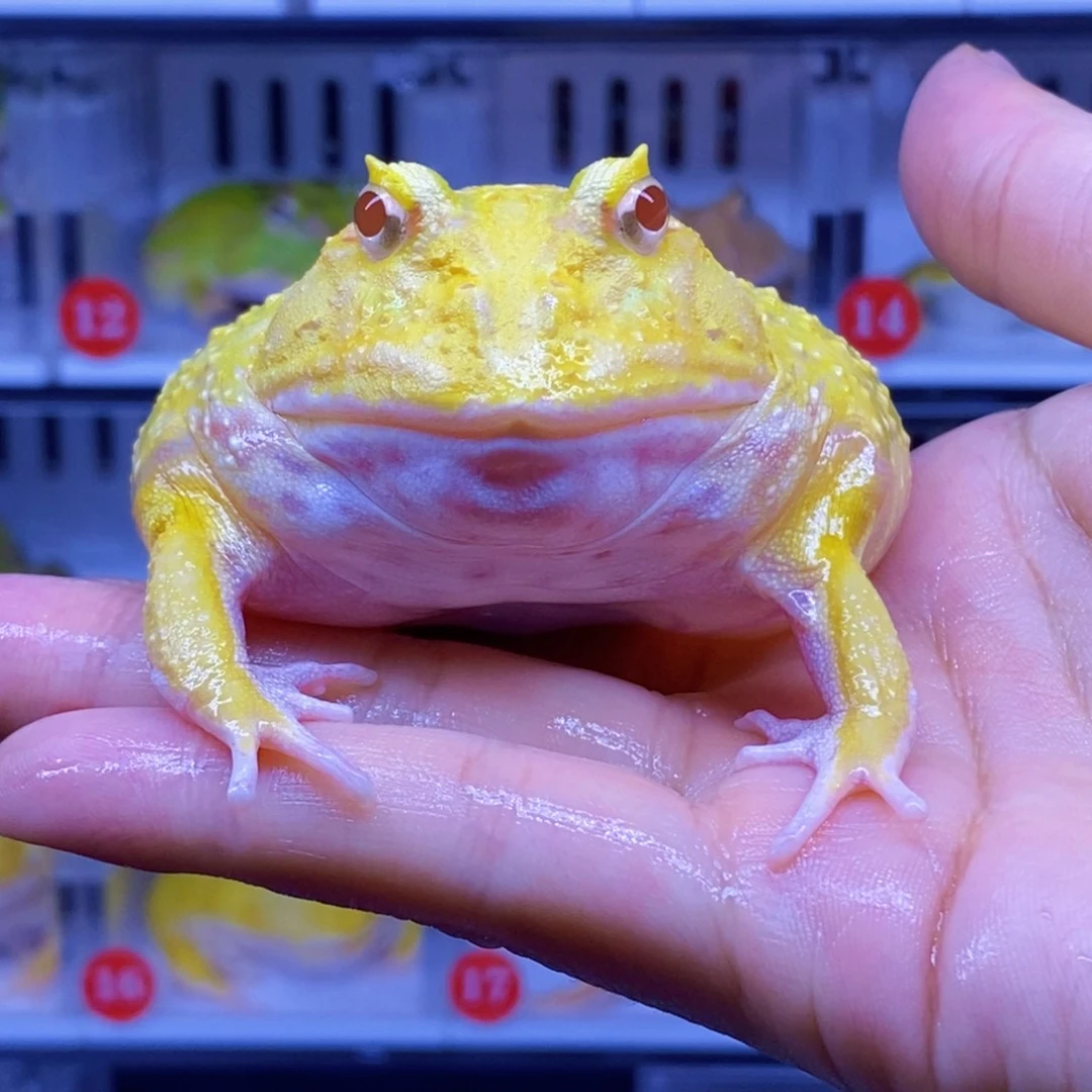 角蛙角蛙3-10cm闪购专享链接