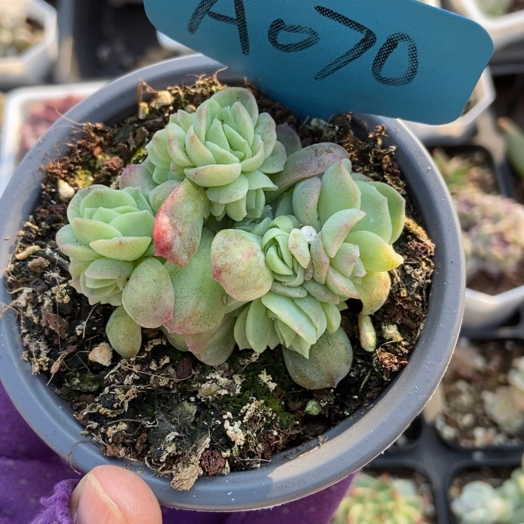 070泡泡纱多肉植物