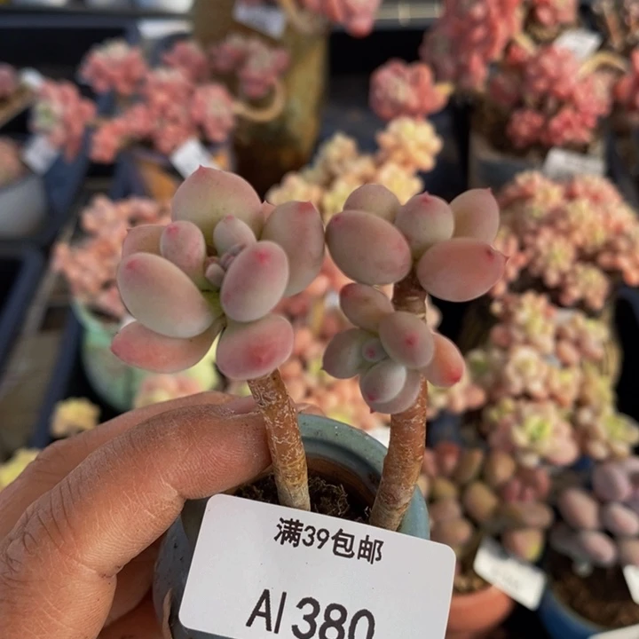 苹果奶四代380多肉植物