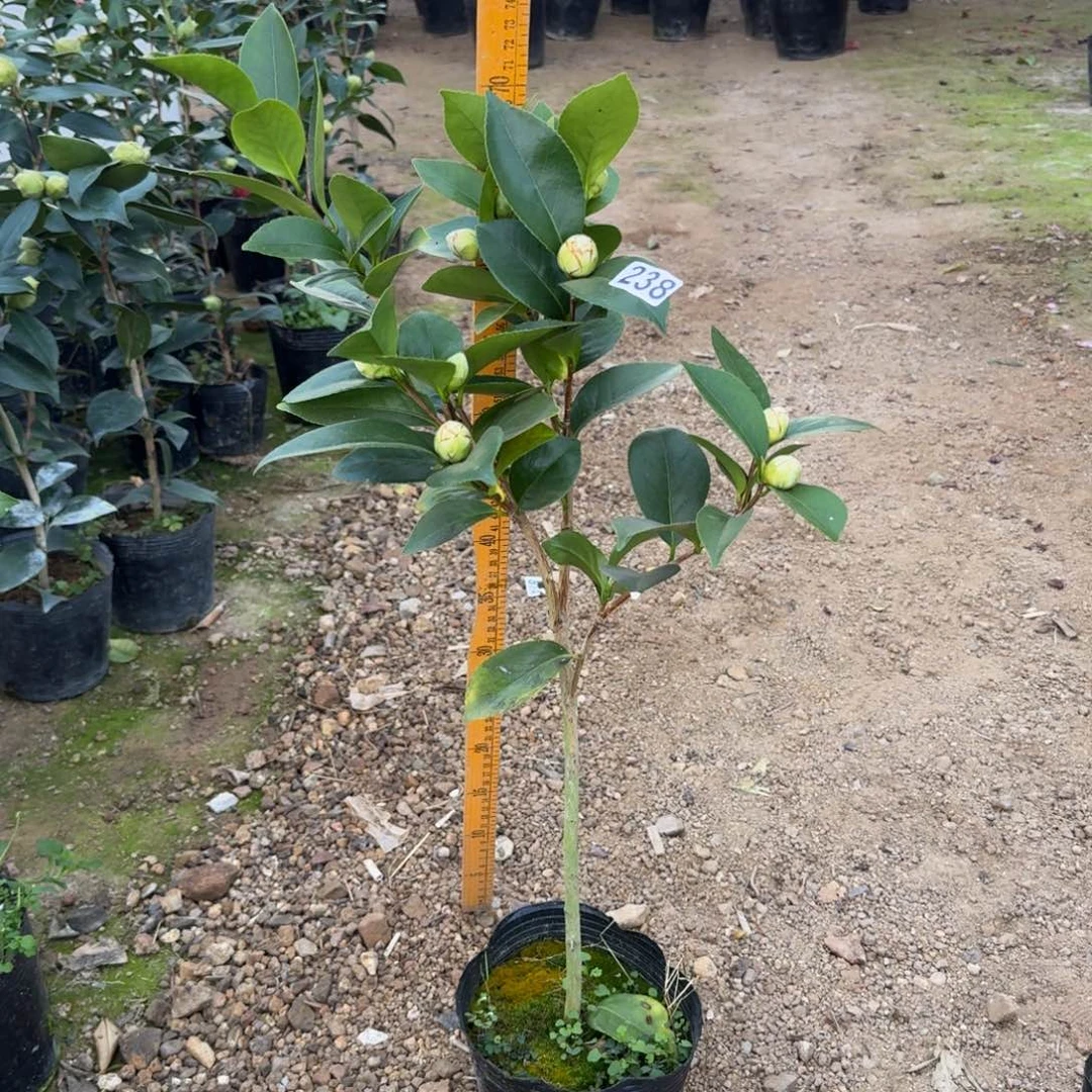 少量花朵（建议范围：2朵-5朵 或40%以下）238格蕾丝