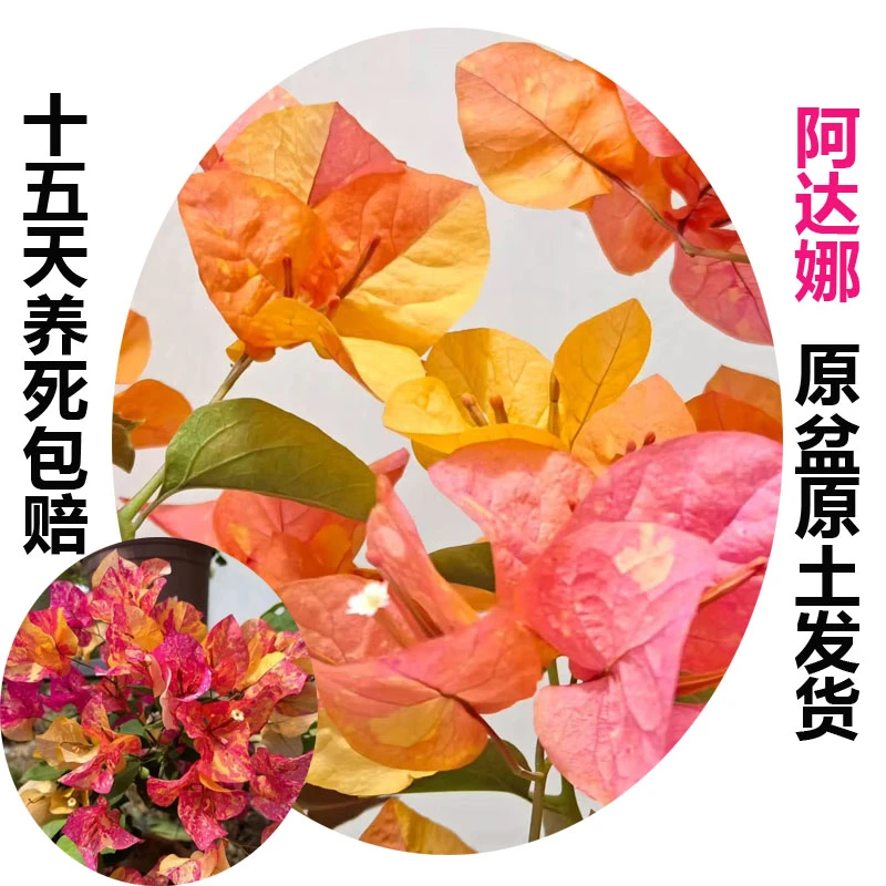 阿达娜 (三角梅) 原生大苗四季开花老桩爬藤植物