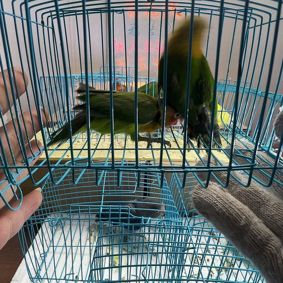 桃脸牡丹鹦鹉牡丹绿宗头