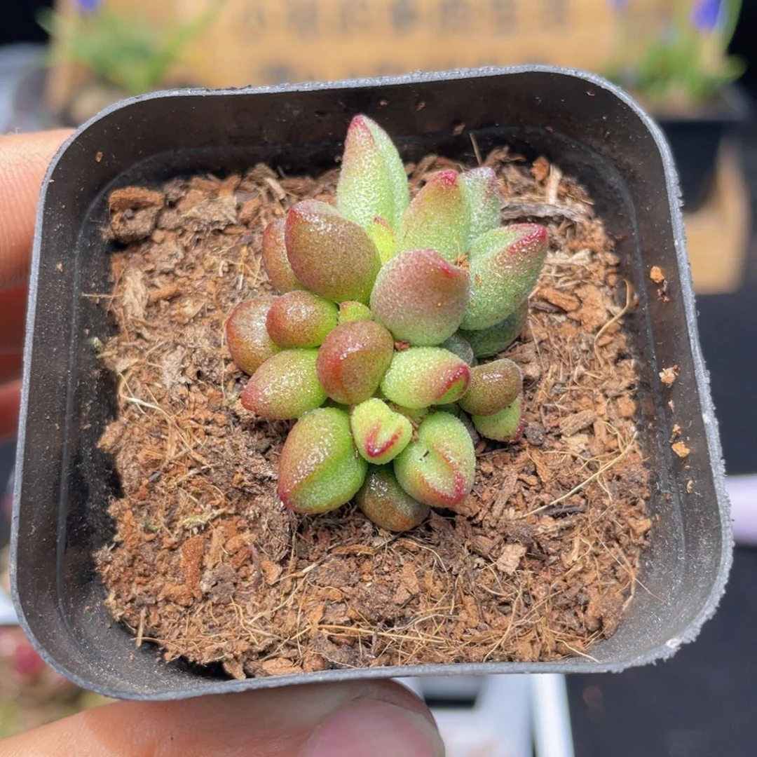 小红嘴水泡多肉9.9包邮发货