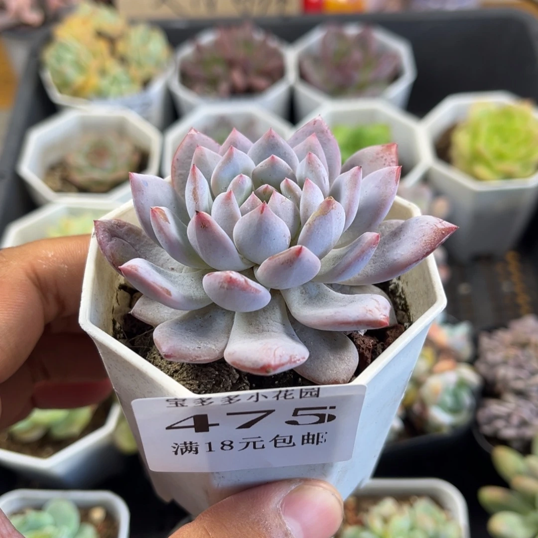玉芙蓉一物一拍满18元包邮满26送一颗