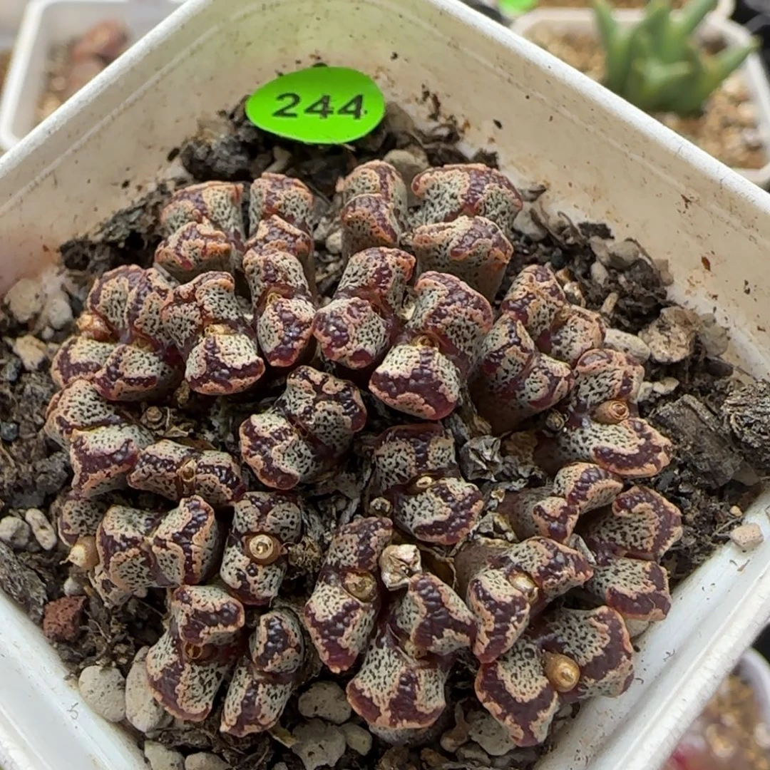 勋章群多肉植物244
