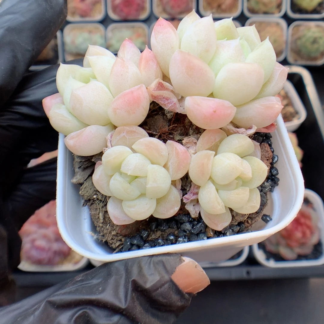 多肉植物。 糖心15