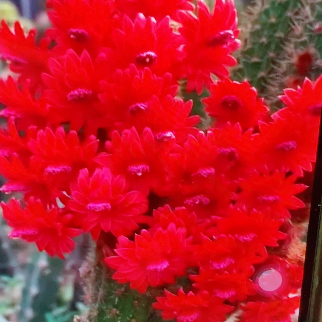 彩舞柱 侧芽满20包邮