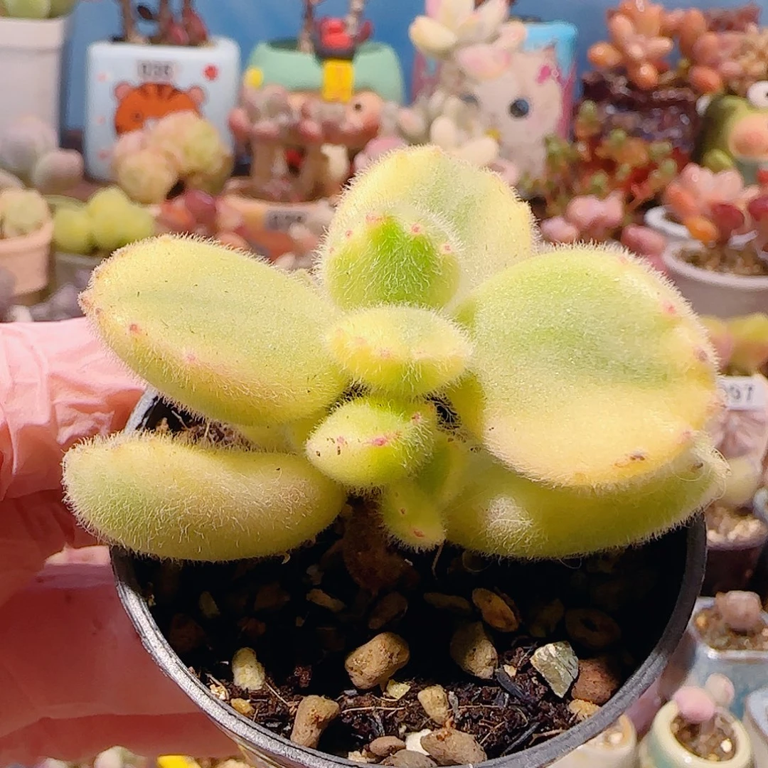 T可爱熊童子盆口3.5cm