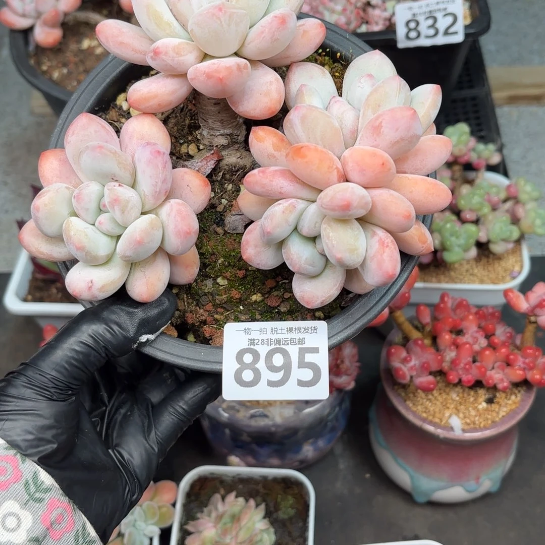 T****香水老桩无盆土发货