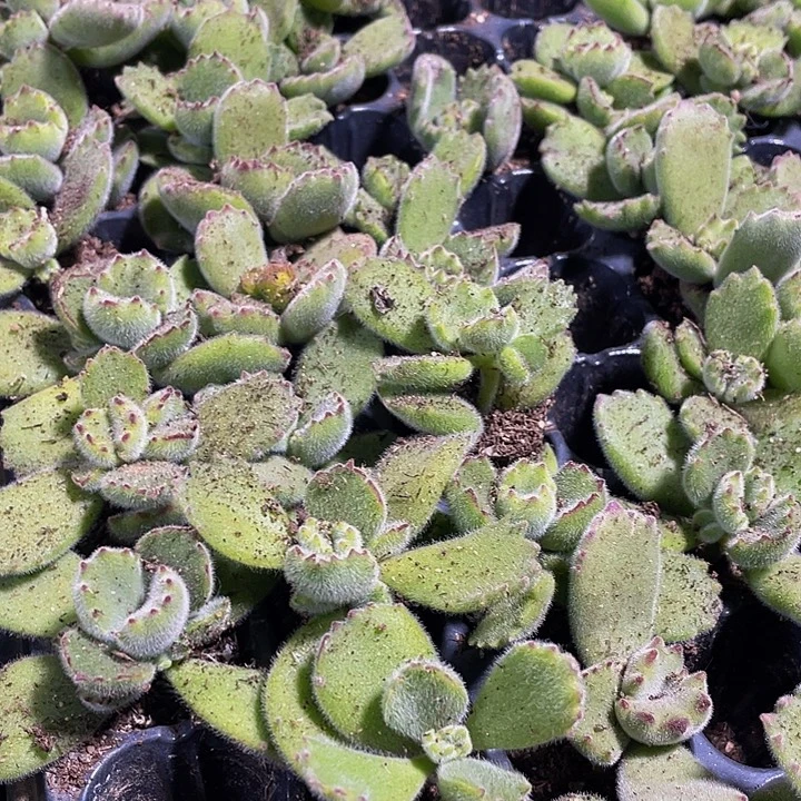 小绿熊1元带土发过