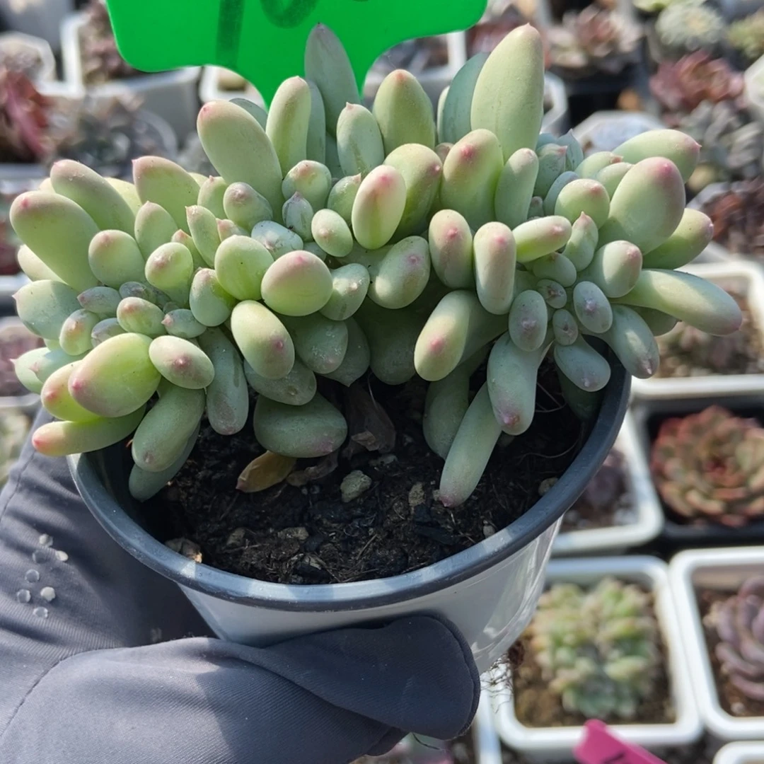 760三日月奶酪缀多肉