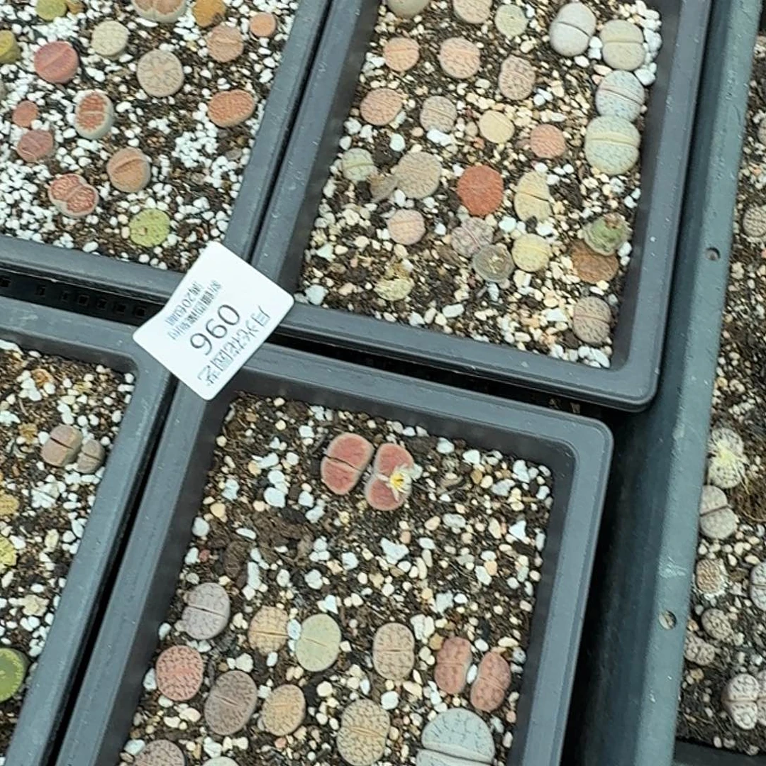 是因为他们没有勇气走096不