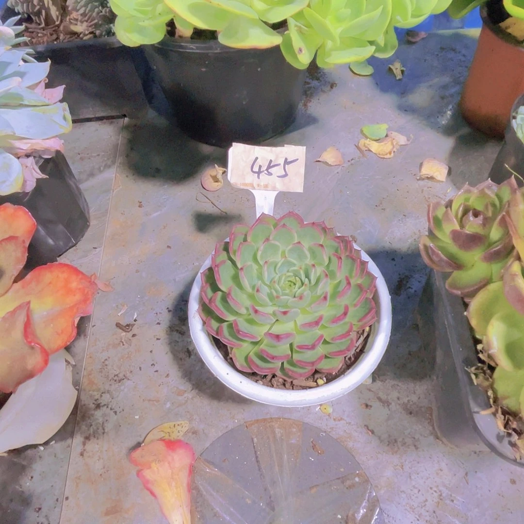 ◉***默000000000000000455