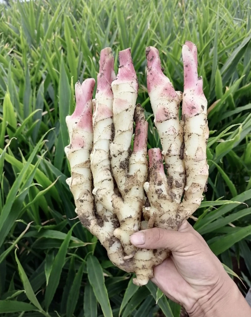 重庆新鲜现挖红芽嫩姜仔姜可做糖醋泡姜泡菜姜农家仔姜时令蔬菜