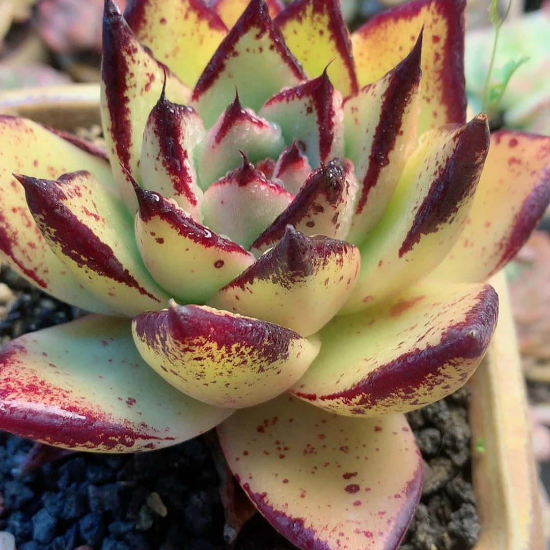 【闪购商品】暖宝宝