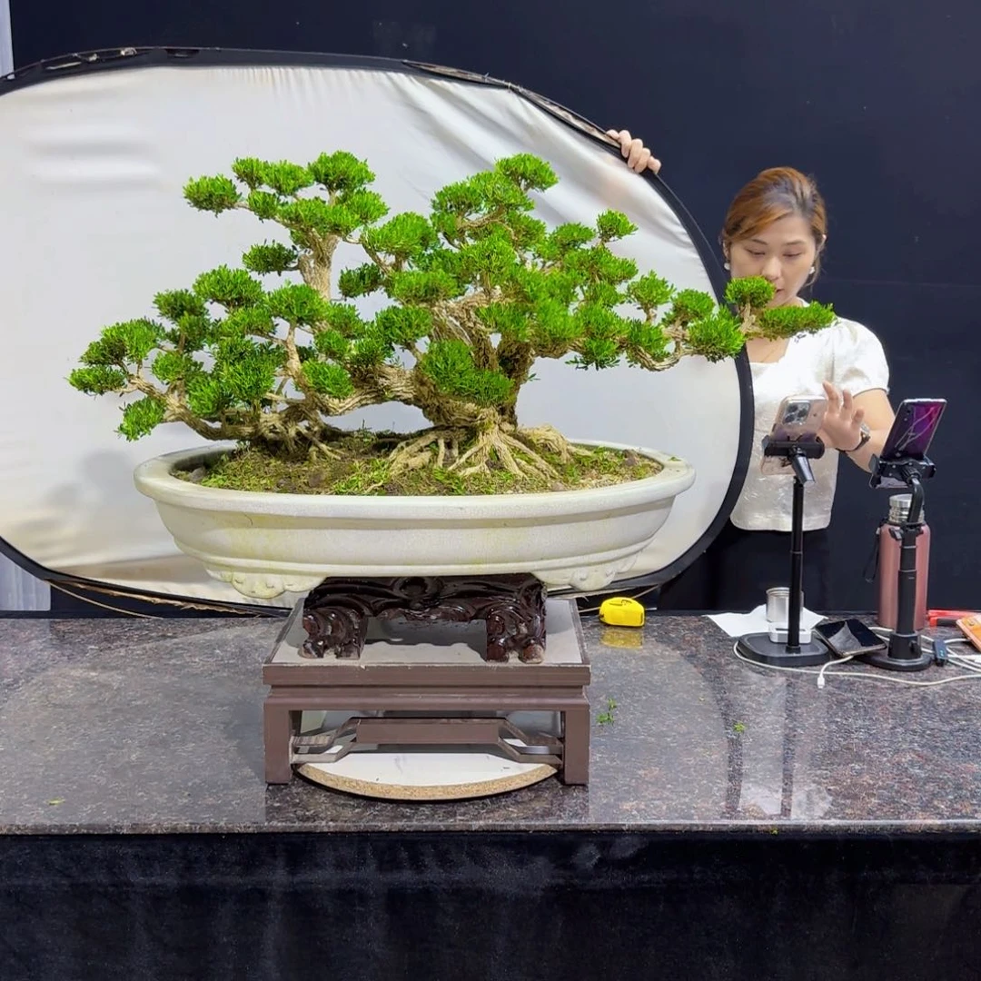 当前无花朵，栽培后可花朵用****3