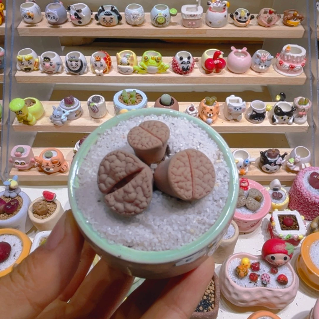 021高端多肉189粉荒玉带盆土一套68