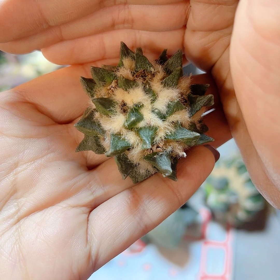 晚9号苗接无根龙角4.6公分
