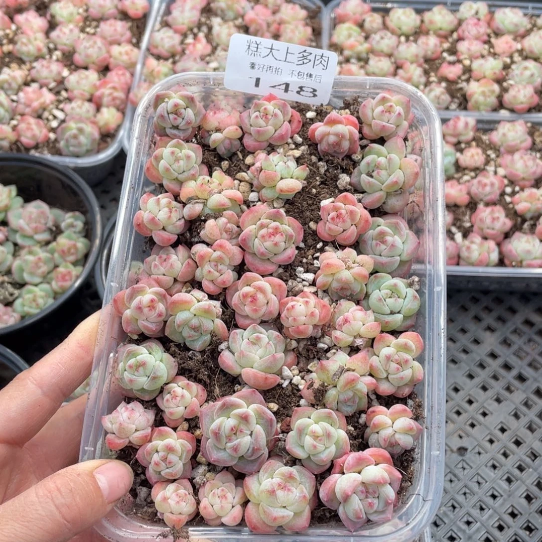 糕大上多肉植物148