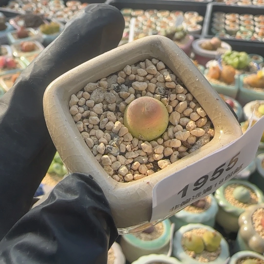 1955--一物一拍 带盆