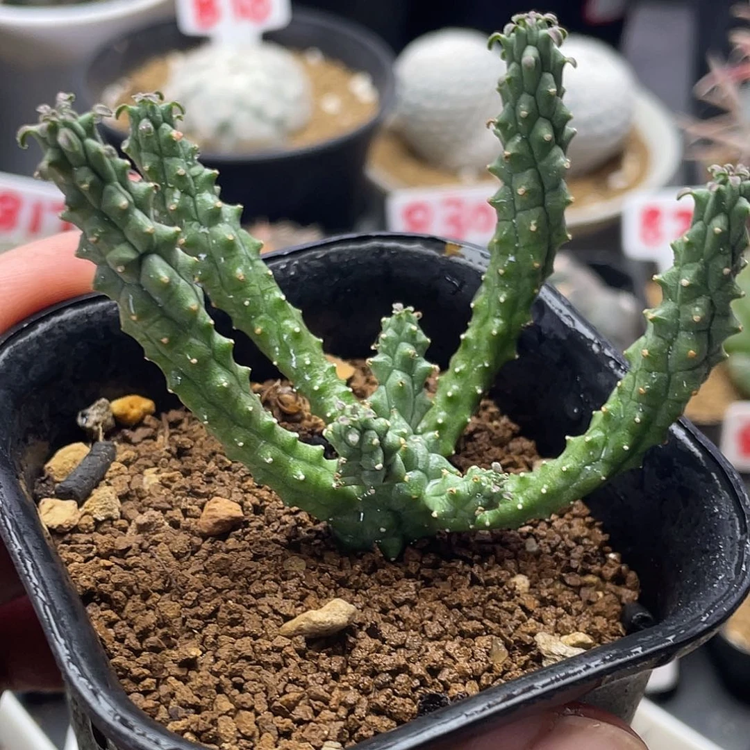 实生白花九头龙大戟