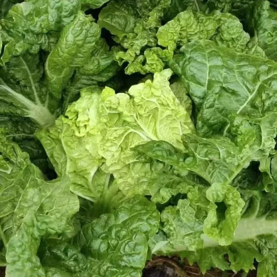 白菜露天种植皱叶农家自种