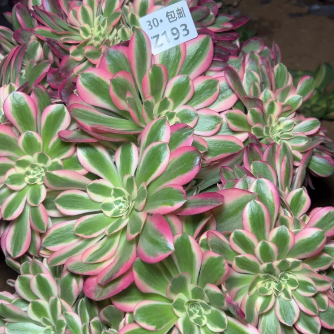 193女巫缀多肉法师