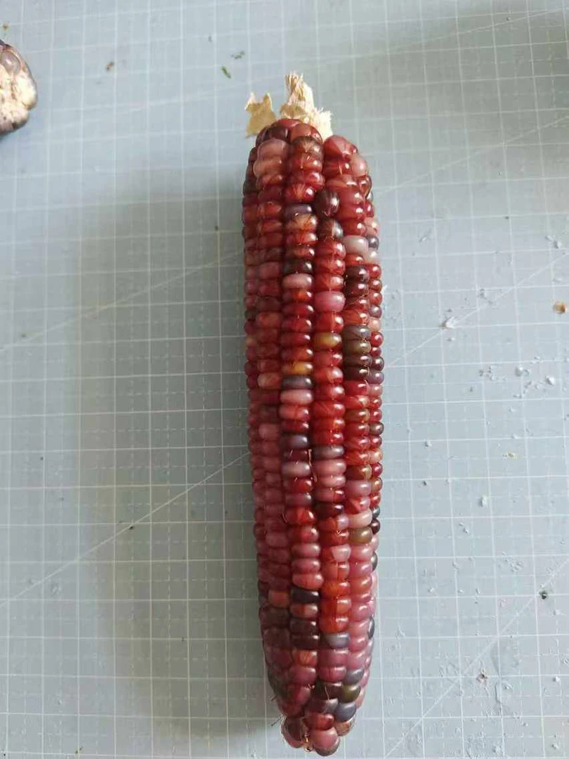 直播间专用文玩玉米链接一物一拍