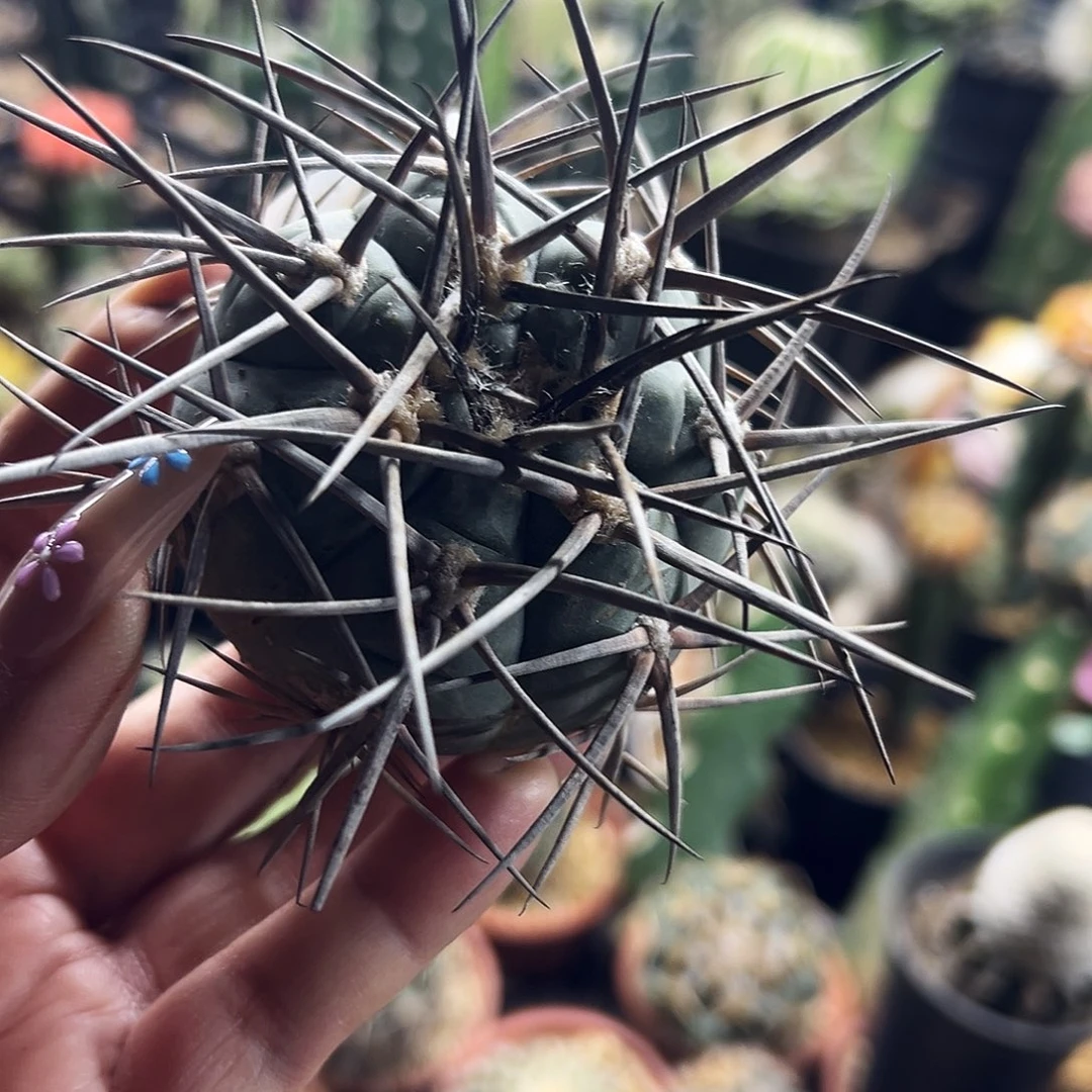 超刺天平仙人球3333333