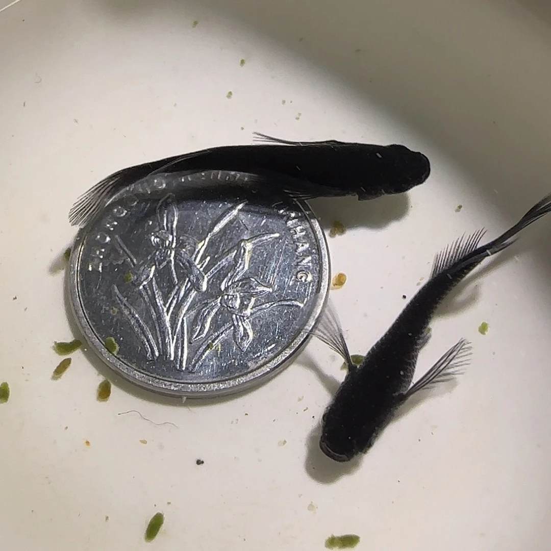 青鳉鱼观背青鱂一物一拍104