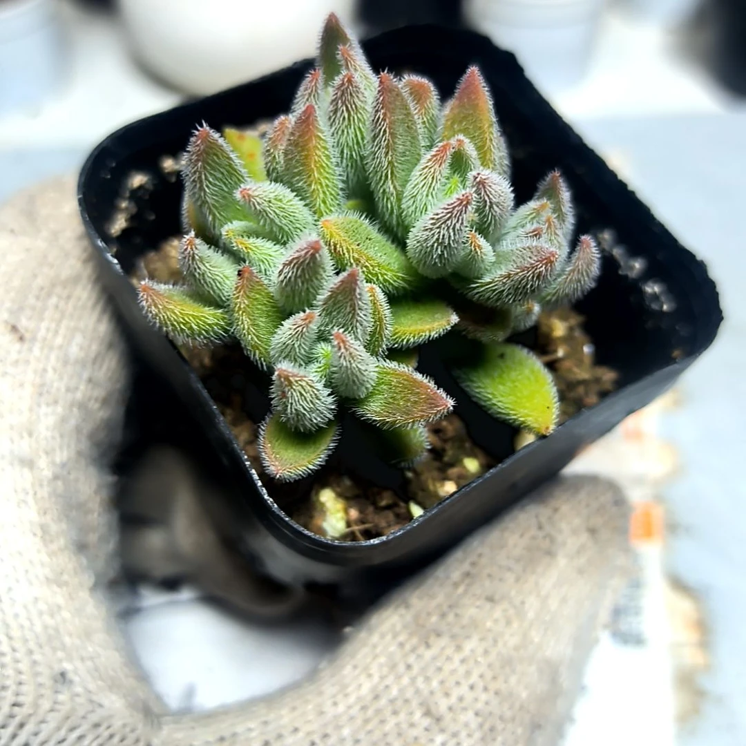 满9元包邮，绒针方盆