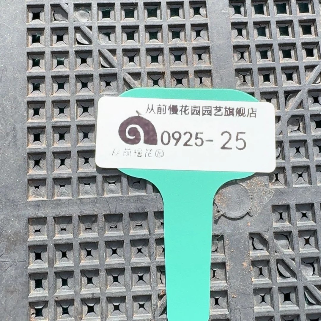 从前慢多肉精选编号0925.25