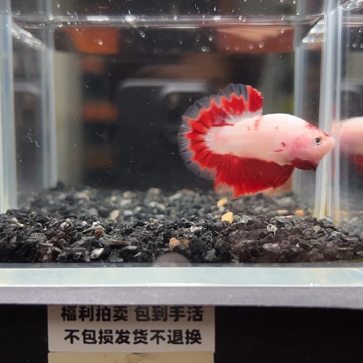 斗鱼竞拍跑单拉黑27日5