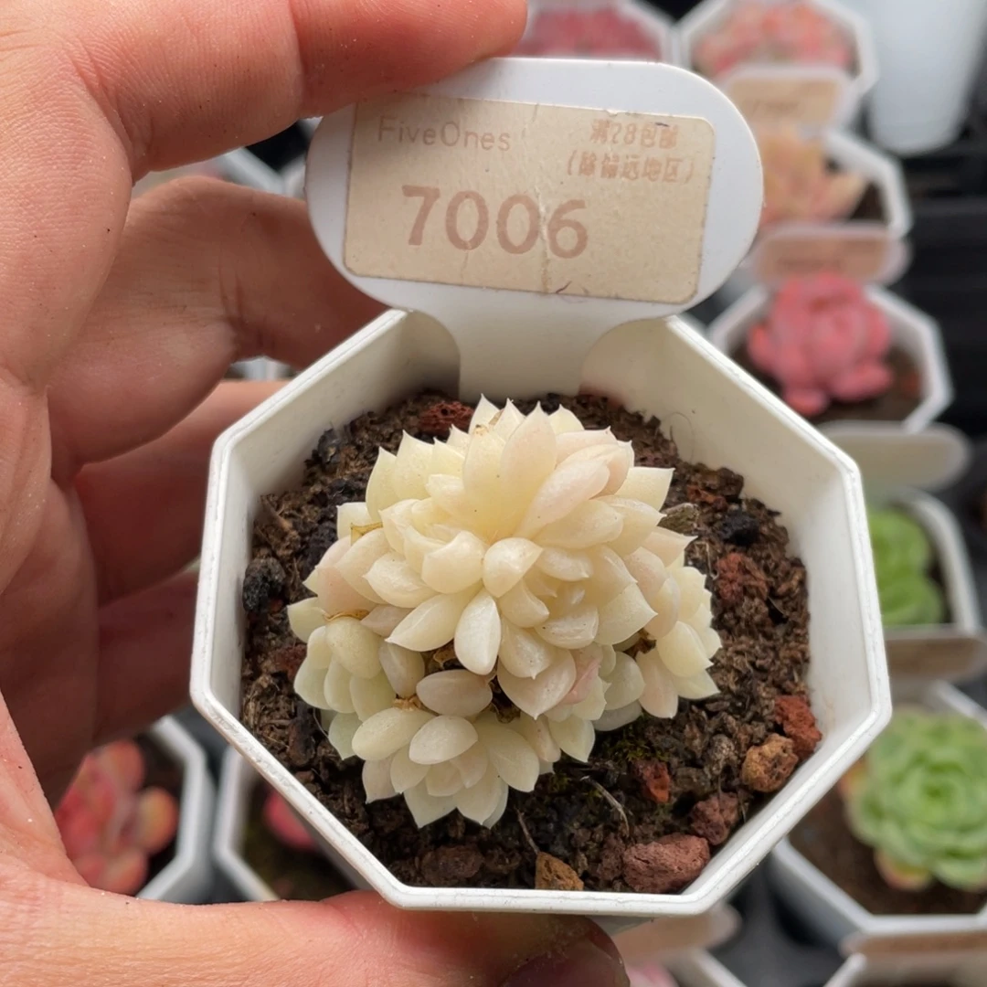 白天鹅7006-4.5厘米